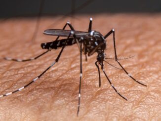 Mosquito Aedes aegypti em pele humana, representando o avanço da dengue no Sul do Brasil