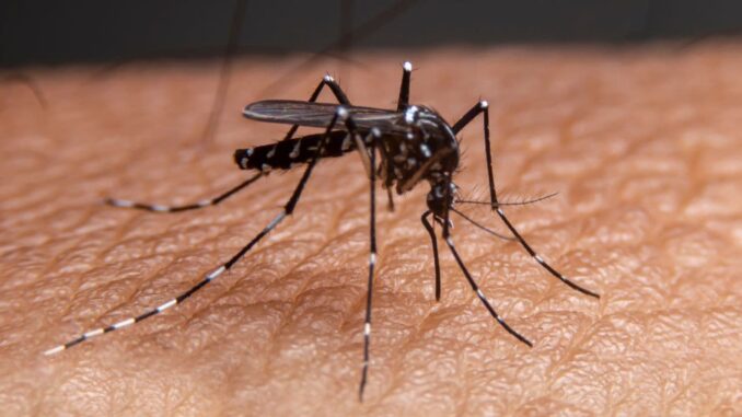 avanço da dengue no Sul Mosquito Aedes aegypti em pele humana, representando o avanço da dengue no Sul do Brasil