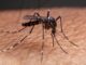 Mosquito Aedes aegypti em pele humana, representando o avanço da dengue no Sul do Brasil